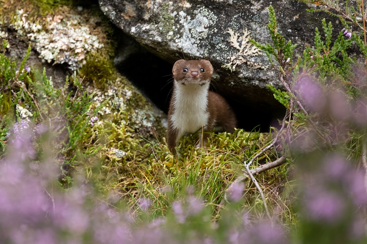 Wildlife Updates From Aigas - February 2025 - mailchi.mp/aigas/aigas-sp…