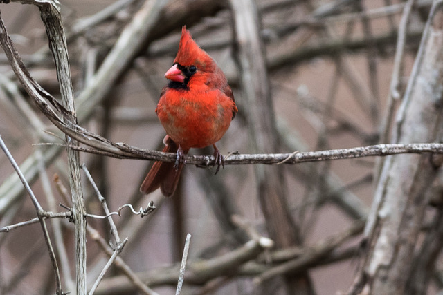 Searching for a way to get rid of the winter blues? Look to the trees!During winter, birds used to colder arctic climates migrate to the C&amp;O Canal, making it the perfect time to see them. The barren trees make them easier to spot! canaltrust.org/2024/12/winter…
📸:  Michael Landsman
