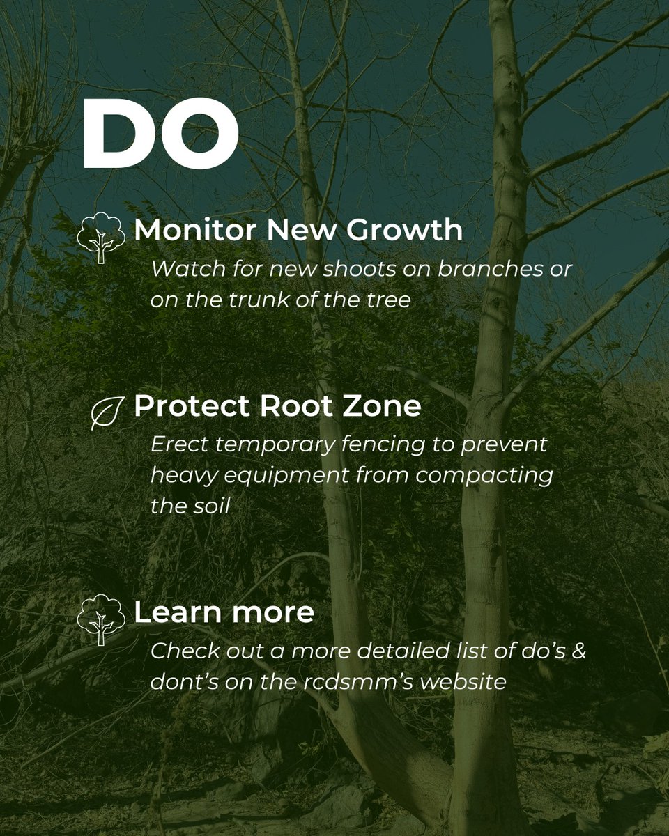 In the wake of recent fires many have questions around how to handle vegetation damaged by fire. Surviving trees play a critical role in environmental recovery. Check out some do's &amp; don'ts when it comes to tree maintenance.🌳

Learn more on our website at rcdsmm.org/wildfire-resil…