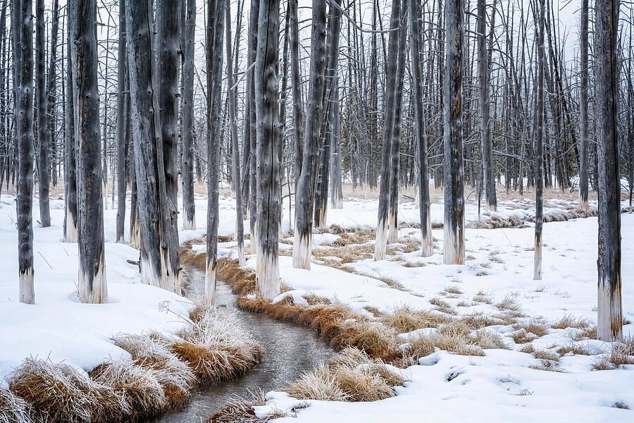 joancarroll's tweet photo. Bobby Socks Trees in Winter Yellowstone National Park! https://t.co/srybvtCMiB #trees #bobbysocks #winter #yellowstone #nationalpark #stream #landscape #giftideas @joancarroll https://t.co/GL7HdClNwg