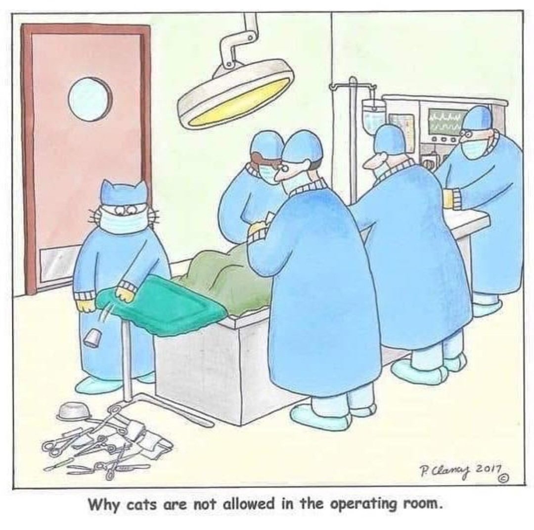 MariekeO_79's tweet image. En voor vandaag #catpicture2025 #february13