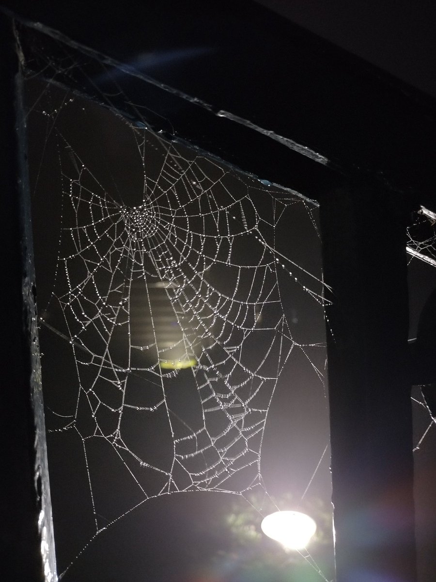 Christo70300025's tweet image. #Spidersweb 🕸️🕷️😯💚🌳🌲🌱🍁🥾