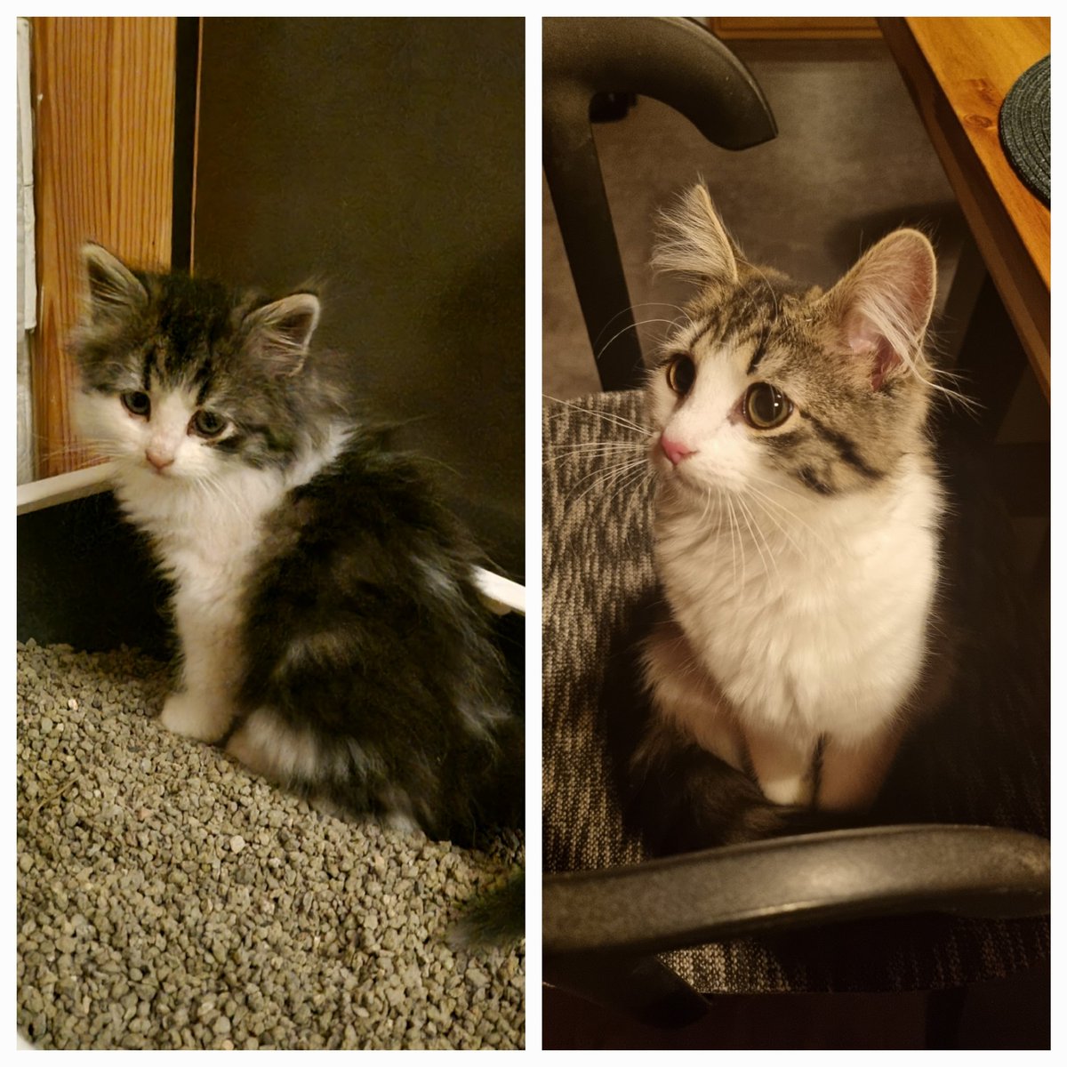 Nabaga krūmiņos atrastais kaķītis it kā ir iejuties, bet jautājums joprojām aktuāls: kā, nu kā viņi varēja dzīvot pirms tam? 🥰