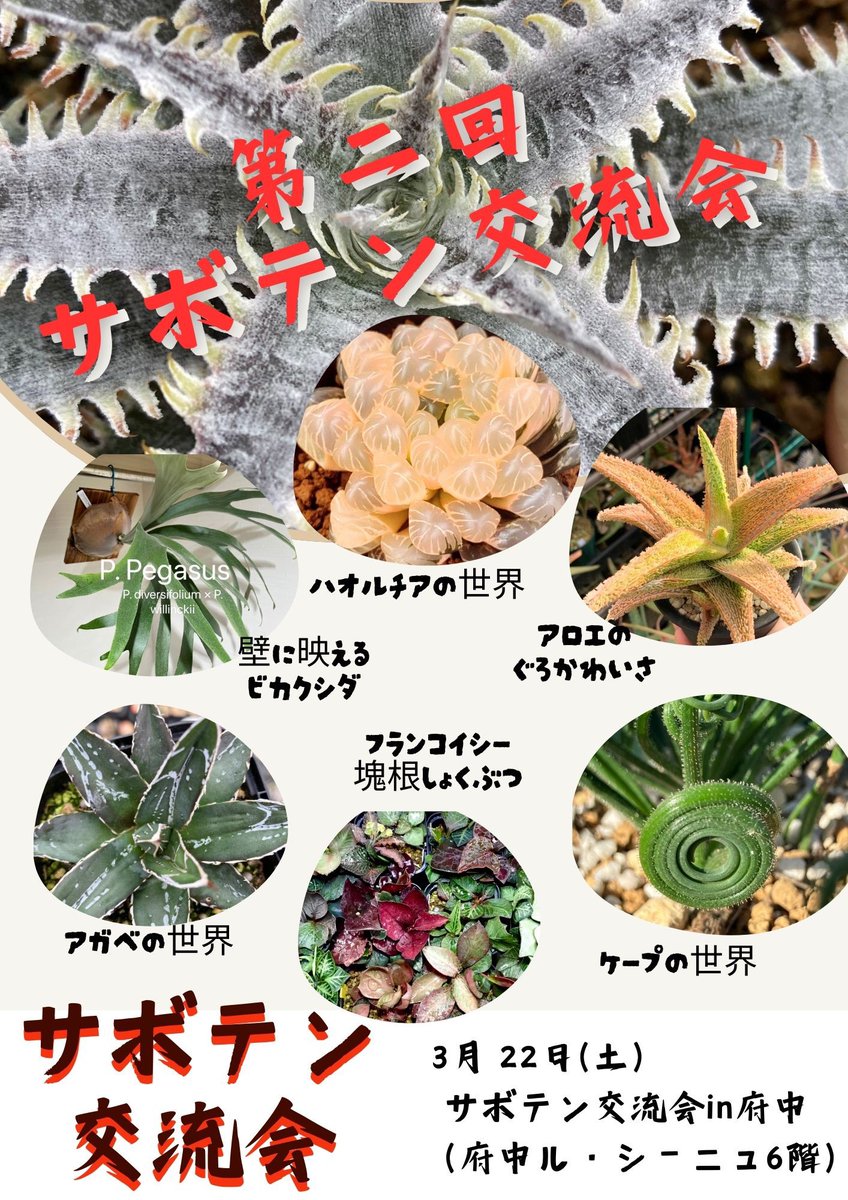 tanikuhunter's tweet photo. 第二回　サボテン交流会in府中

府中で多肉植物、ブロメリア、ケープバルブ、ユーフォルビア、ビカクシダ、3Dプリンター鉢などが即売されます。一草一会も出店します。
《開催日時》
3月22日(土)10:30〜15:40
《開催場所》
東京都府中市宮町一丁目100番地　ル・シーニュ6階 https://t.co/5zsbEvHAfd