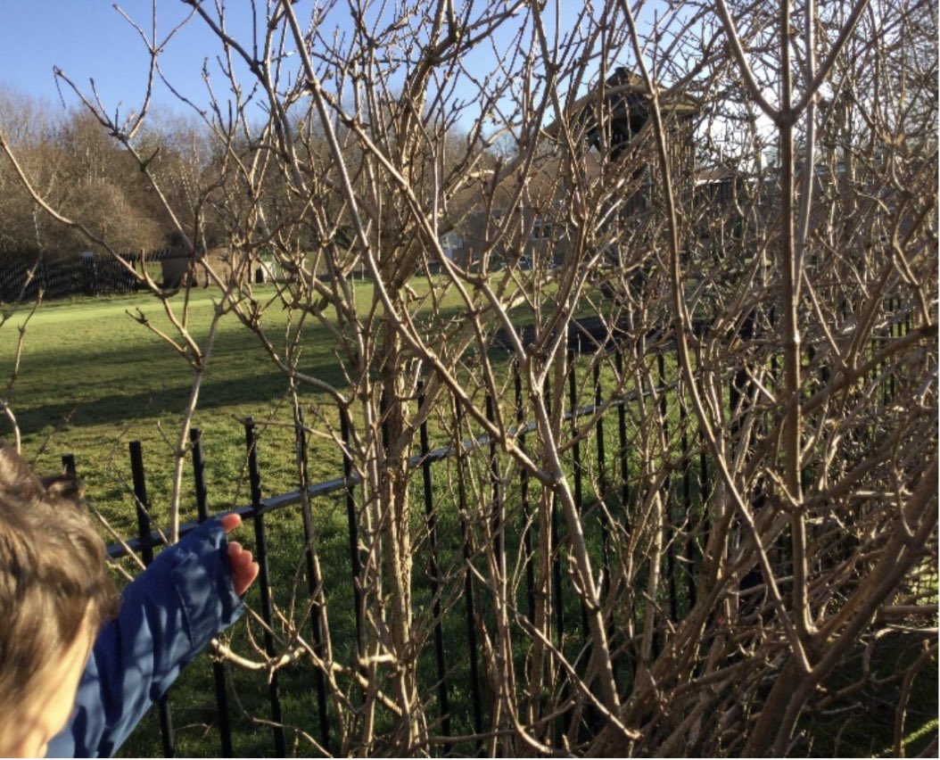 Year 1 are learning about seasons in science and English and went looking for spring.  They found quite a few clues, buds, new shoots and even slugs under rocks.  They found an evergreen tree among all the deciduous trees in our outdoor forest area. <a href="/Cornerstonesedu/">Cornerstones Education</a>