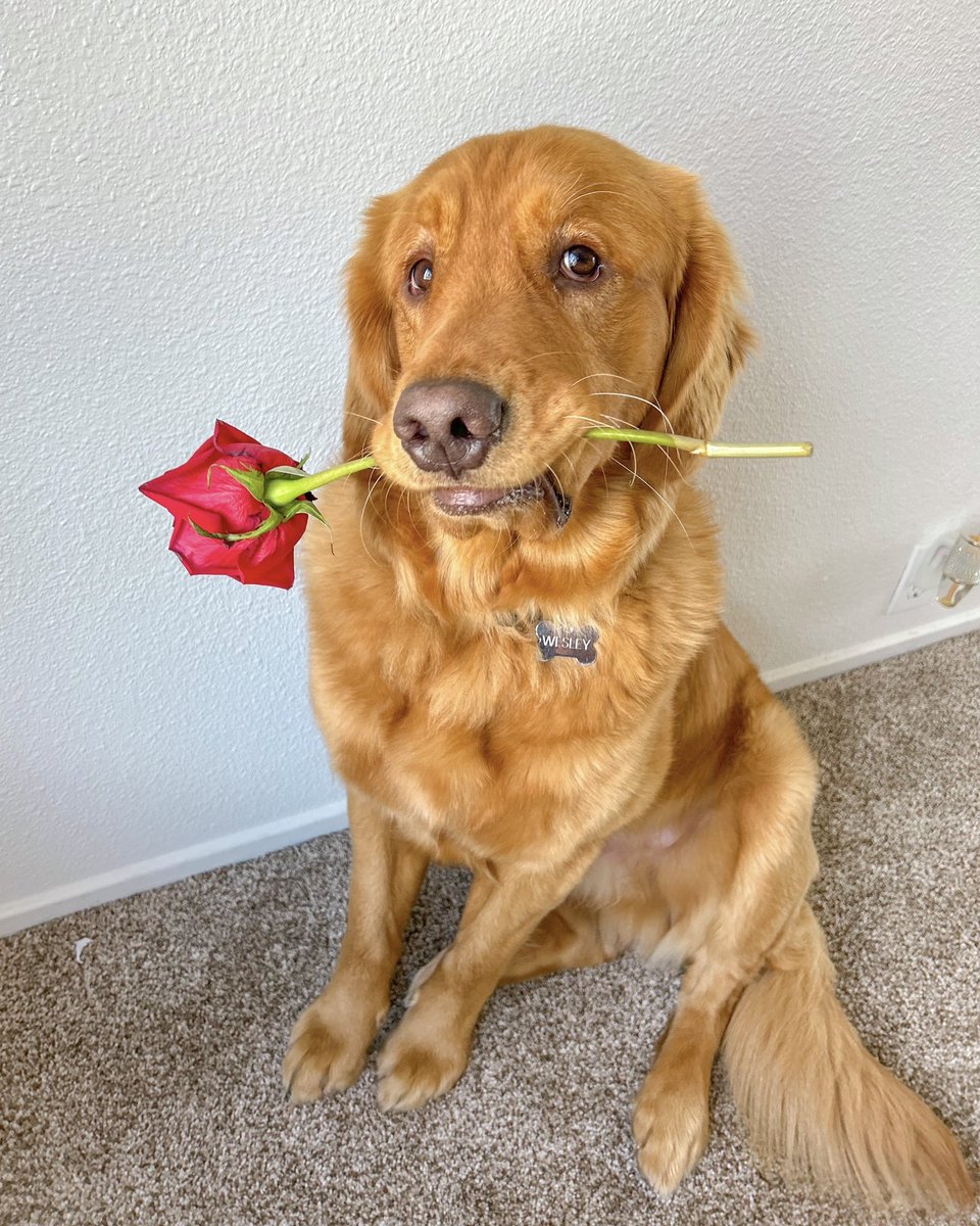 dog_rates's tweet photo. This is Wesley. He wants to know if you will accept this rose. Because he grabbed it thinking it was a stick, and now doesn't want it anymore. 12/10 https://t.co/QdDkL85kKy