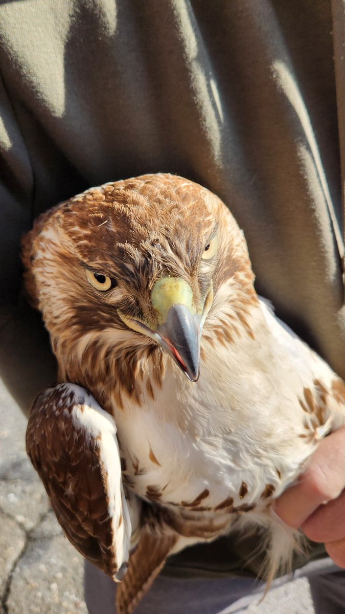 Adelphi University (@adelphiu) on Twitter photo This week our public safety officers noticed a young red-tailed hawk perched on the railing near the Levermore Hall entrance, unable to fly away. They reached out to Bobby Horvath, professional hawk rehabilitator, who took the hawk to be assessed.
📸 <a href="/AU_Publicsafety/">Adelphi Public Safety & Transportation</a> This week our public safety officers noticed a young red-tailed hawk perched on the railing near the Levermore Hall entrance, unable to fly away. They reached out to Bobby Horvath, professional hawk rehabilitator, who took the hawk to be assessed.
📸 <a href="/AU_Publicsafety/">Adelphi Public Safety & Transportation</a>