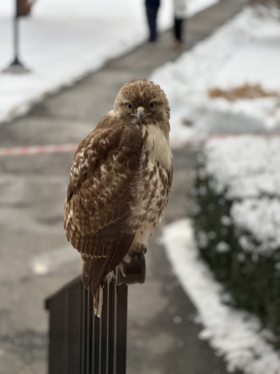 AdelphiU's tweet image. This week our public safety officers noticed a young red-tailed hawk perched on the railing near the Levermore Hall entrance, unable to fly away. They reached out to Bobby Horvath, professional hawk rehabilitator, who took the hawk to be assessed.
📸 @AU_Publicsafety
