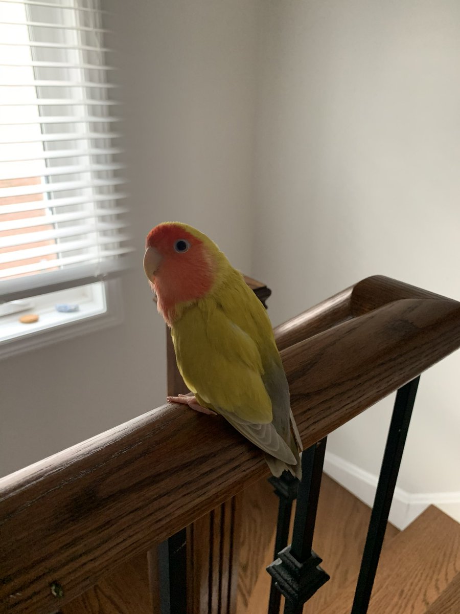 CashaSarah's tweet photo. rest in peace Lulu, love you lots 💔🕊️ https://t.co/EQt9S2FLYz