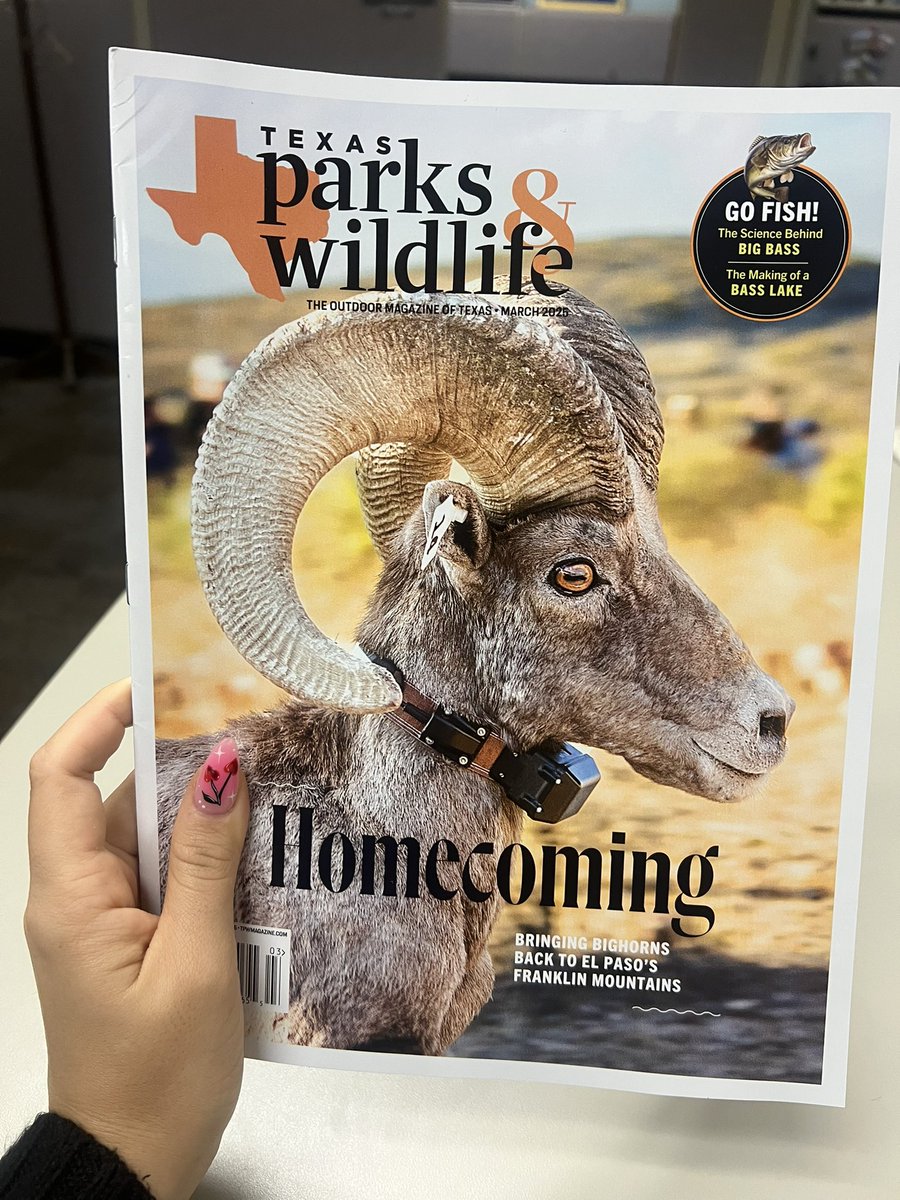 For my first-ever cover story, I wrote about the reintroduction of bighorn sheep to El Paso’s Franklin Mountains State Park. Find this issue (detailing the very involved, alien-abduction-style sheep capture process) at a newsstand near you