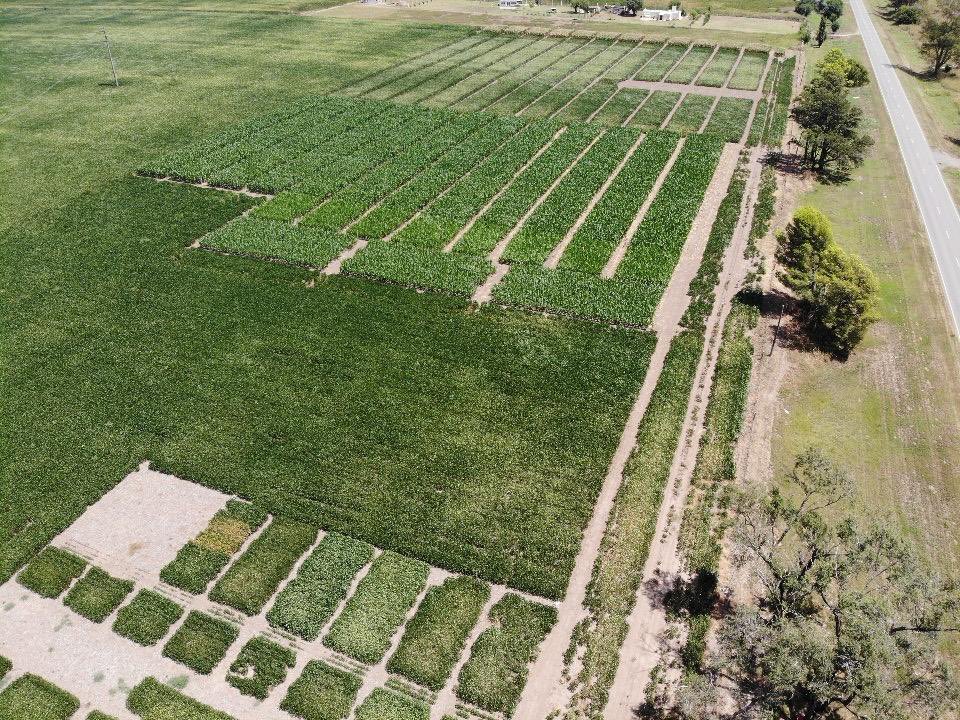 OKANDU (@okandu_sa) on Twitter photo Vista aérea de nuestro campo experimental ubicado en Justiniano Posse en SE de Córdoba, sobre ruta 6. Seguimos generando e intercambiando conocimientos.
<a href="/nacho_juar/">Ignacio juarez</a> Vista aérea de nuestro campo experimental ubicado en Justiniano Posse en SE de Córdoba, sobre ruta 6. Seguimos generando e intercambiando conocimientos.
<a href="/nacho_juar/">Ignacio juarez</a>