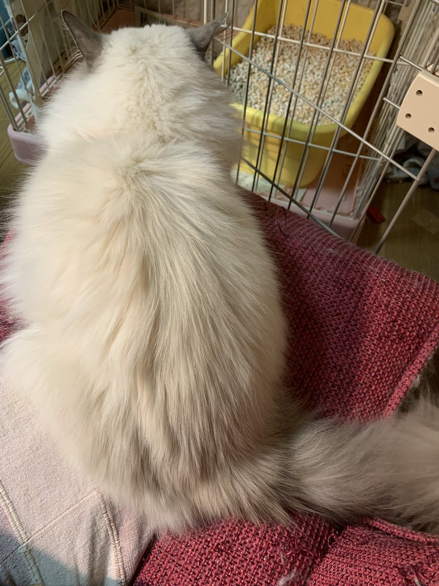 Akasha0226's tweet photo. 毎朝のピアノ練習のラピ先生。

最近はあまり口出ししなく、
生徒の自主性を重んじてくれてます

#perRag #ペルラグ
#cat #katt #猫 #ネコ #mixcat #ミックス猫 
#猫すきさんと繋がりたい https://t.co/tnbXdhEbf0