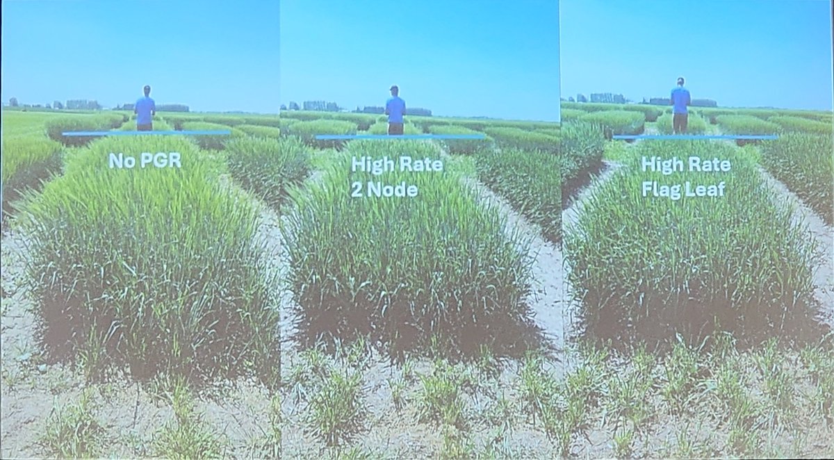 After a delicious lunch and energizing group of 4-H presentations, <a href="/carloherk/">Carlo Van Herk</a> brought us back to research with a recap of the now completed "Mimbee" study - three years of data on three varieties of #barley, using PGRs to maximize barley yield while minimizing lodging