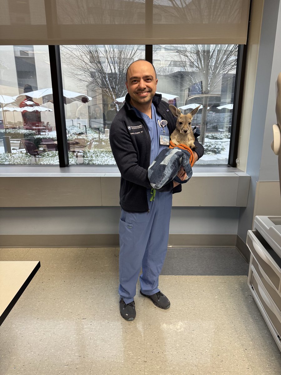 Kamyar Ghabili, MD (@kghabili) on Twitter photo Met a baby kangaroo named Alfie at an event by the Office for Professional Mental Health!
#RadRes #Wellness <a href="/PSUrad/">PSUrad</a> <a href="/PennStateGME/">PennStateGME</a> Met a baby kangaroo named Alfie at an event by the Office for Professional Mental Health!
#RadRes #Wellness <a href="/PSUrad/">PSUrad</a> <a href="/PennStateGME/">PennStateGME</a>