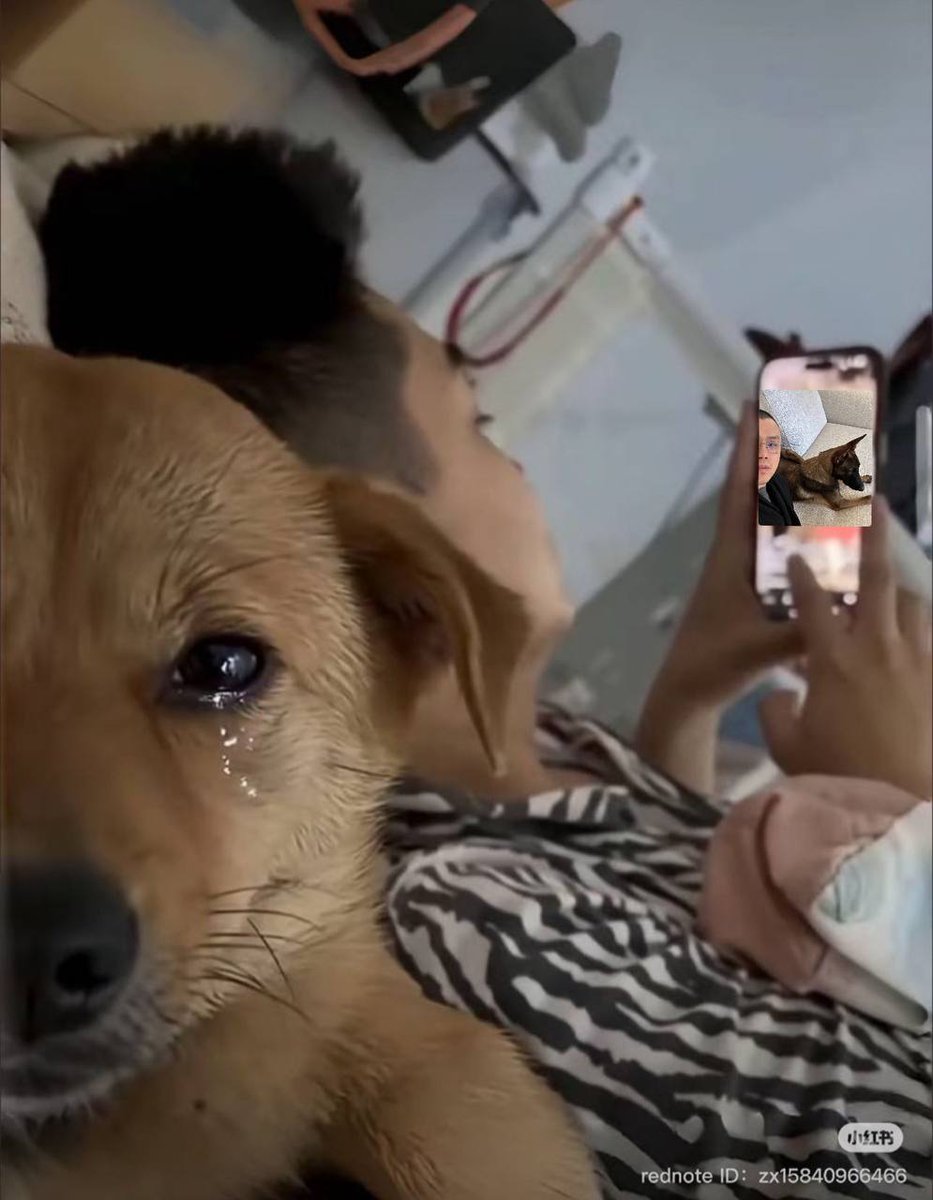 Jotchua 🐶💰 tweet media