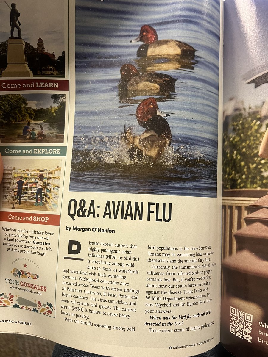mcohanlon's tweet photo. Also in this issue, we’ve got a Q&amp;A with a TPWD veterinarian covering how bird flu might impact Texas wildlife and what we can do to stay safe + mitigate harm. https://t.co/uRC01LAcPb