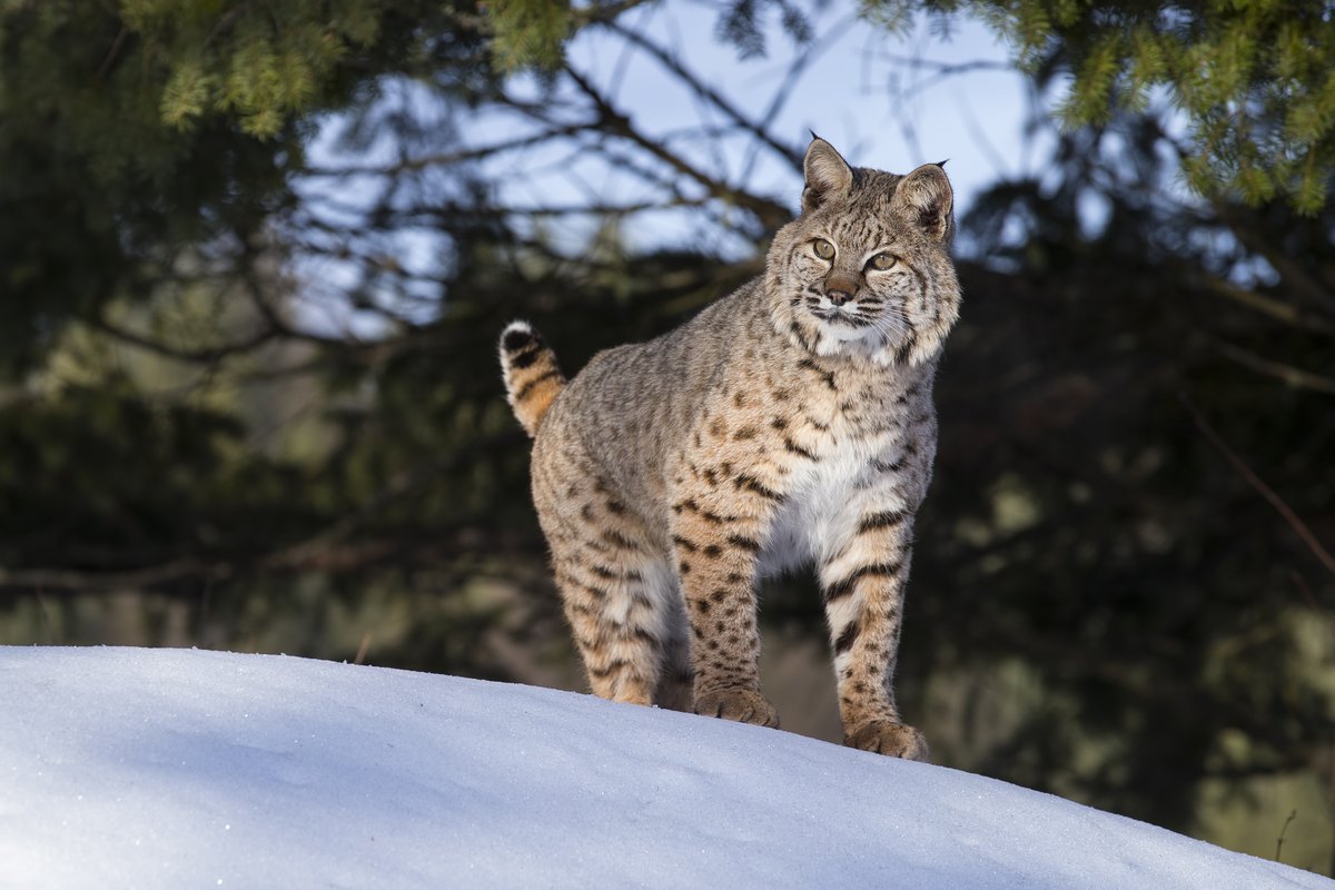 For the first time, NatureServe’s adoption program includes ecosystems! Support conservation by symbolically adopting the California Vernal Pool, Northern Tallgrass Prairie, snowy owl, or bobcat. Donate today! 🔗natureserve.org/adopt