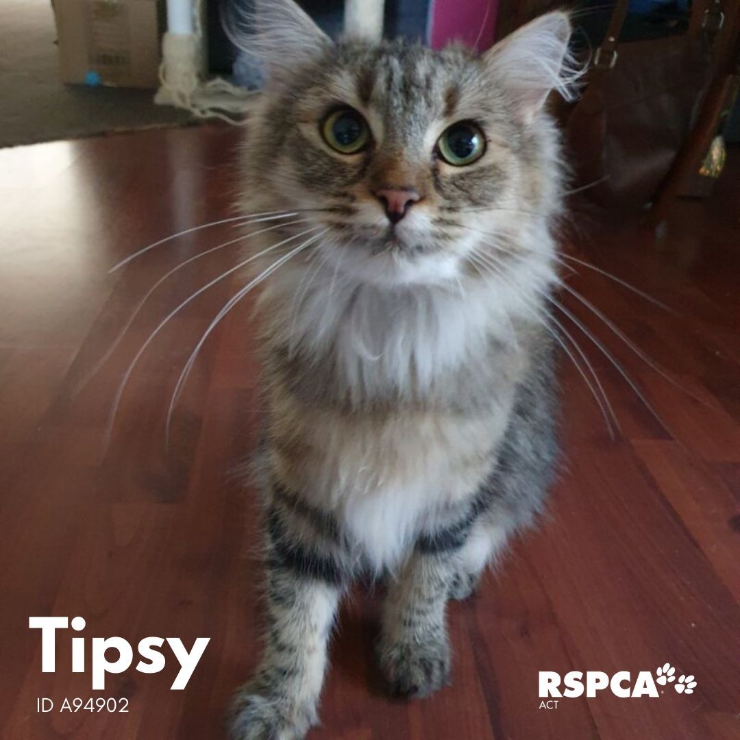 RSPCA ACT tweet media