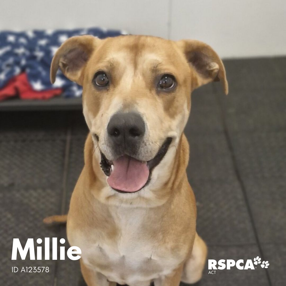 RSPCA ACT tweet media