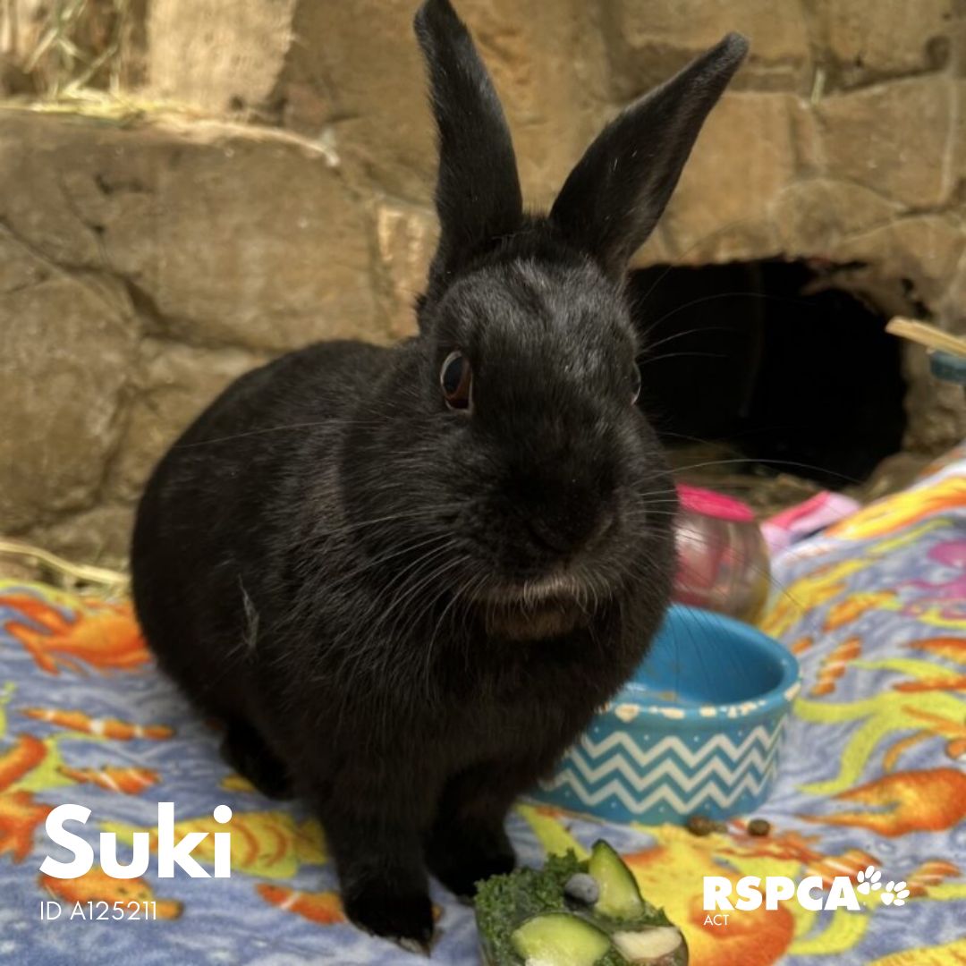 RSPCA ACT tweet media