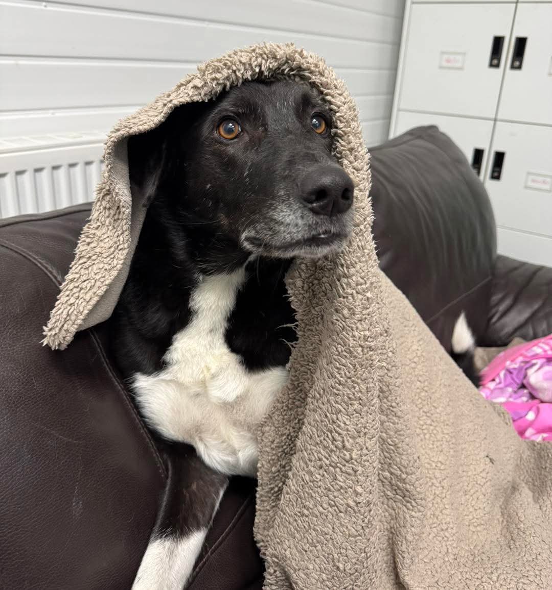 karen73984451's tweet photo. #forgottensoulshour plz RT and help beeyootiful boy #Bobbie find a loving home #TeamZY @OakwoodRescue https://t.co/vtshgpJ4Ss