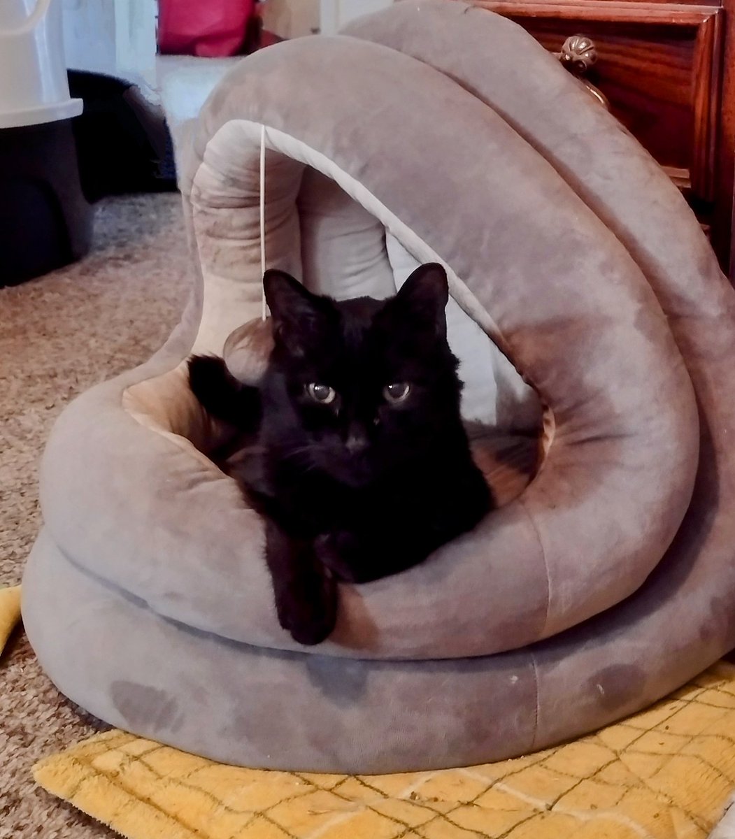 DataDixon's tweet photo. Booboo is the most perfect boy. https://t.co/pJ8VZ5PQUZ