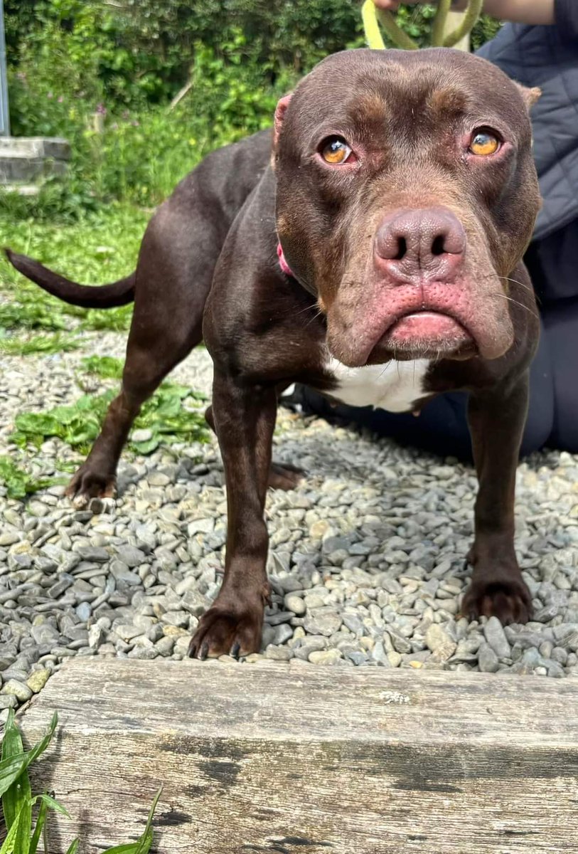 MillieOTLFP's tweet image. Can you give Beautiful bubbles 🫧 a #Foreverhome ?
Please RT to help 
See the website westwalespoundies.org.uk for more information
Currently in #Wales #UK 
@WWPdogs
 #rehomehour #forgottensoulshour