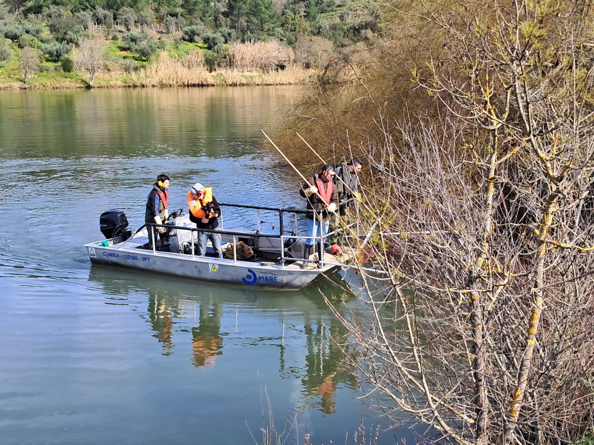 FishInvasionLab's tweet image. Today we had a full day with #megapredator and #lifepredator. Getting feedback from our commercial fishermen about the sampling techniques targeting european catfish in the Tagus. Also we were interviewed for ##BIOSFERA program @RTP2  @MAREscience @cienciasulisboa @IPSantarem