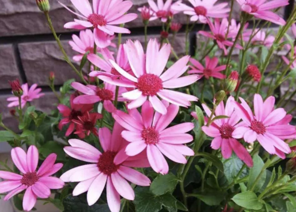MamKiky's tweet photo. おはようございまする。令和7年2月14日、今日の誕生花はサイネリアです。この先、あとどれくらいの人生が残っているのか分からないけれど、陽の当たる道を、「いつも喜びに満ちて（花言葉）」歩いて行けたらなと思います。���して、私の大切な人達も同じように。 https://t.co/yL1lLR95DM
