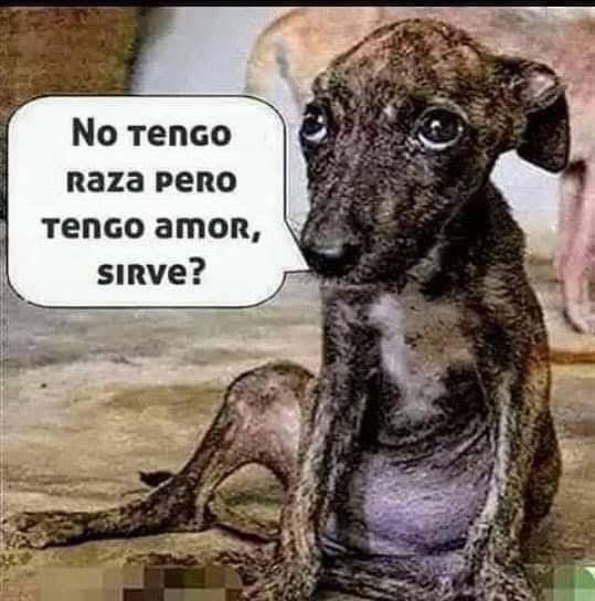 mayumiguillen's tweet photo. Adopta por puro amor ❤️ https://t.co/L0D7LGpYvo