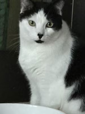 🙏🏽PLZ SHARE
💖Playful 3.9YO Black &amp; White Kitty ORION💖
🔊Waiting 4 A #FureverHome🏡Since Aug 2021
▶4 INFO adoptrescuecatsinca.com
📽youtu.be/YZfuNTTG_ew
🙏🏽#Adopt #AdoptDontShop
#Acampo, #CA #SanJaoqin CO #Lodi
✅CATS✅KIDS <a href="/AdoptRescueCats/">Adoptable Rescue Cats in California</a> (CP)
#ForgottenSoulsHour #US #CATS