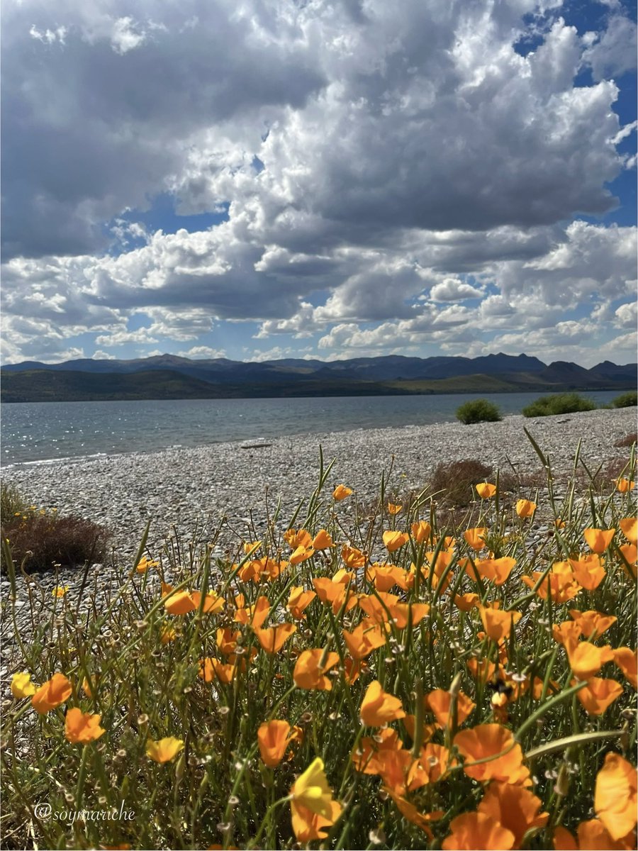 soymariche's tweet photo. #MatesTime #ChocoTime con tronquitos, así bien sencillo y rústico. Visitando amigos de #DinaHuapi. Rincones ríonegrinos donde el lago sopla y sopla. Amo las amapolas californianas🫶🏼 https://t.co/yJ3R2DQyJh
