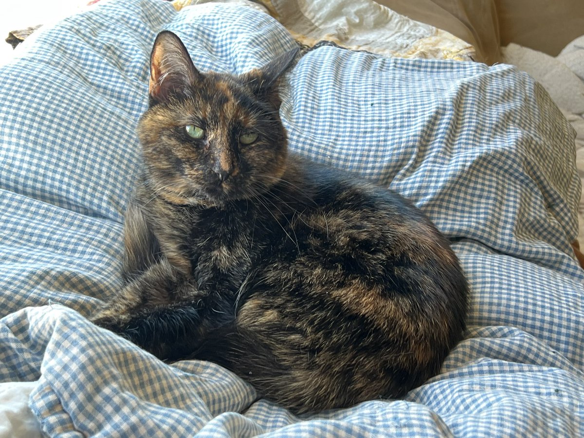 BitchestheCat's tweet photo. #currentcatus https://t.co/5jInS00ylB