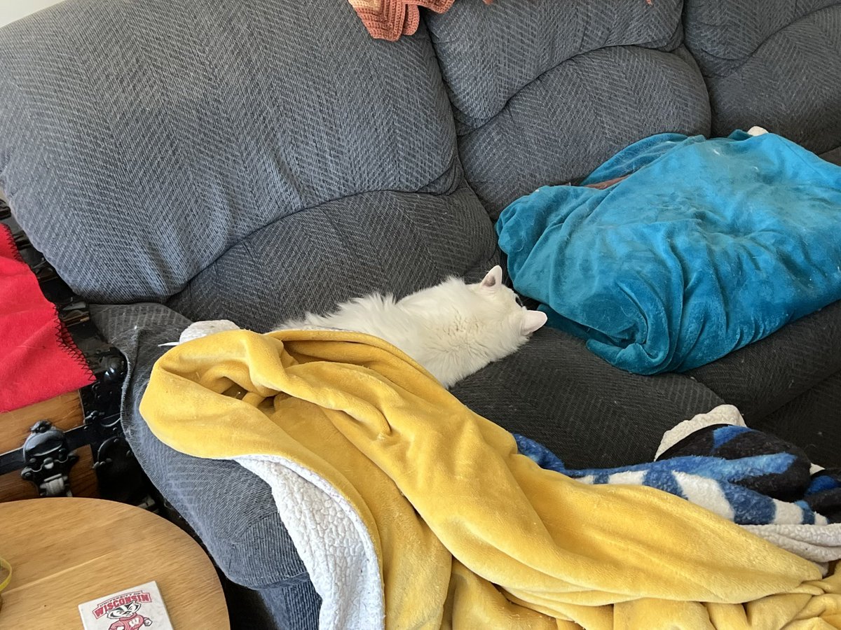 BitchestheCat's tweet photo. #currentcatus https://t.co/5jInS00ylB