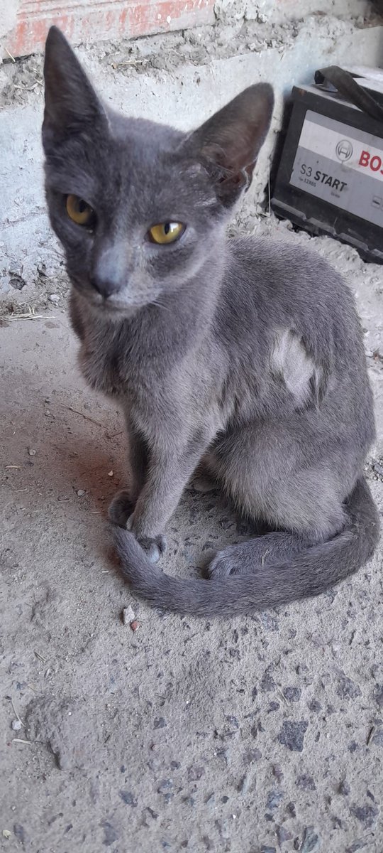 lymtsy's tweet photo. Hola, buenas tardes, mi nombre es Leila y mi gatito se llama Sam. Hoy por la mañana se levantó desganado y sin apetito, en la veterinaria nos mandaron éstos estudios para ver la cantidad de líquidos que tiene en los pulmones. Para pagarlo estoy haciendo pines $650 c/u
1164373532 https://t.co/BfWjfVfWTH