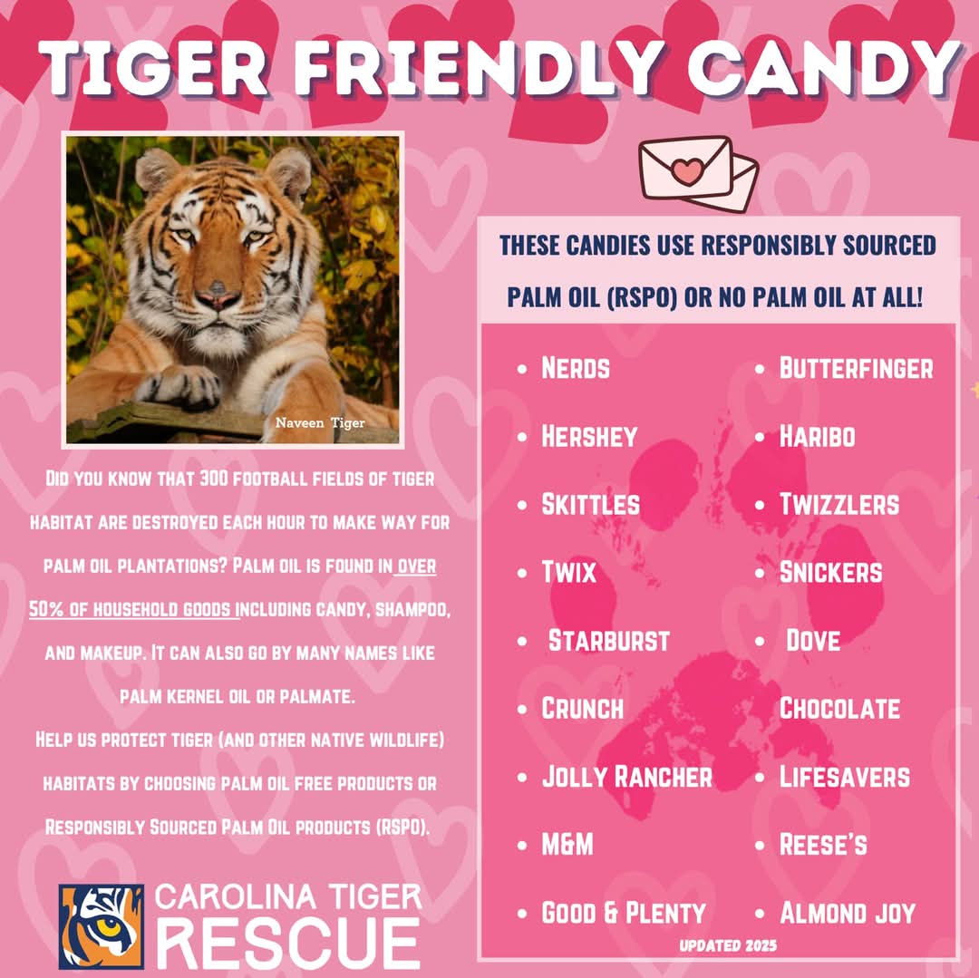 Picking up candy for Valentine's Day tomorrow? 🍫❤️🐅 Show your love this Valentine’s Day for your loved ones &amp; for wildlife by choosing palm oil free candy or switching to sustainable palm oil products. (Thank you to BCSA Member <a href="/NCTigerRescue/">Carolina Tiger Rescue</a> for the infographic!)