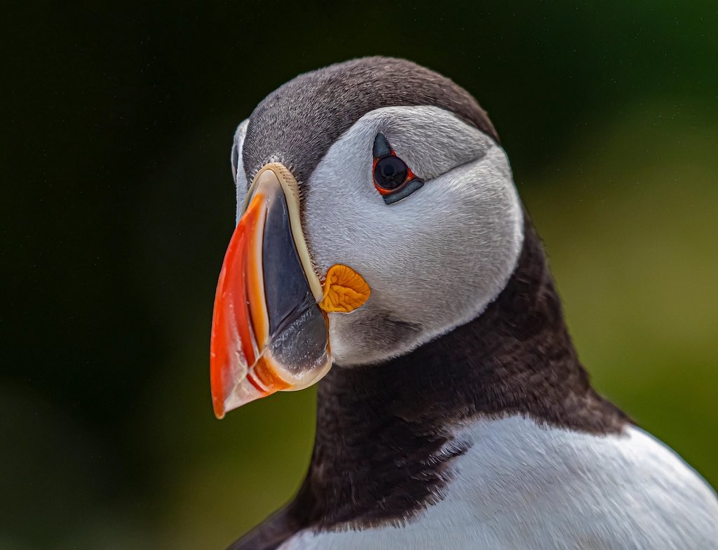 Picture perfect #puffins