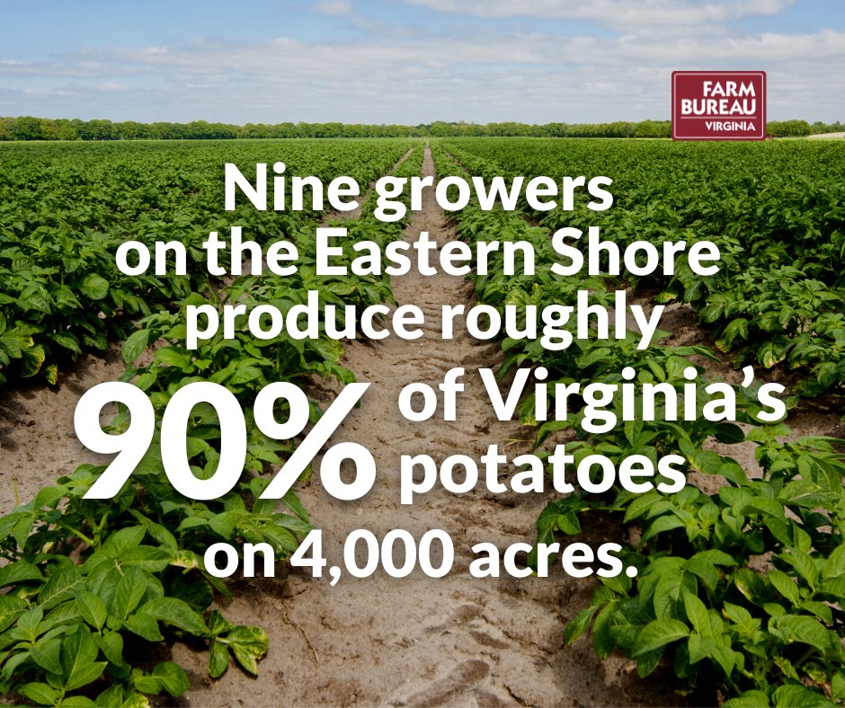 🥔 Most Virginia potatoes are grown on the Eastern Shore. From crispy, golden fries to classic baked potatoes topped with all the fixings, how do you like your potatoes? 🥔🚜

#NationalPotatoLoversMonth #Potato #Potatoes #VaFarmBureau #LoveVaAg