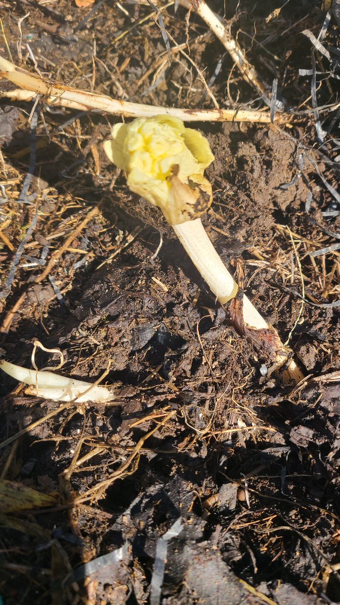 防草シートの下に生えてたふきのとう…ふきのとう！？