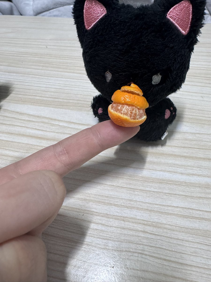 날백수 야옹선생🐾🐈‍⬛🎵✈️🚓🐯💙🩵🐱 tweet media