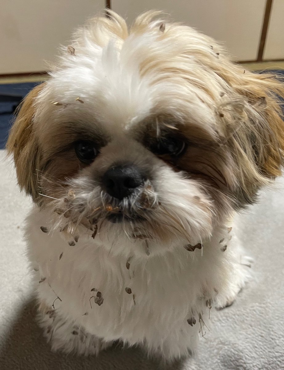 FBめずらしくリンリン以外が頑張ってて楽しかったけど、振り向いたらやんちゃやらかしたテンテンがいた😭