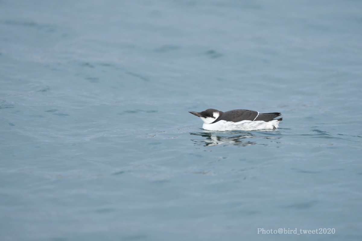bird_tweet2020's tweet photo. この子を初めて遠くから見た時は、ペンギンが浮いているように見えてテンションMAXになりましたｗ
#ウミガラス #CommonMurre #CommonGuillemot #北海道 https://t.co/7NtQqszwen