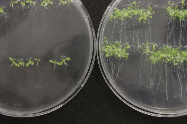 UQ News (@uq_news) on Twitter photo #UQ researchers have for the first time introduced genetic material into plants via their roots, opening a potential pathway for rapid crop improvement 🌿
@UQScience <a href="/AIBNatUQ/">AIBN Research</a> <a href="/QAAFI/">QLD Alliance for Agriculture & Food Innovation</a> #Uniquest
brnw.ch/21wQGts #UQ researchers have for the first time introduced genetic material into plants via their roots, opening a potential pathway for rapid crop improvement 🌿
@UQScience <a href="/AIBNatUQ/">AIBN Research</a> <a href="/QAAFI/">QLD Alliance for Agriculture & Food Innovation</a> #Uniquest
brnw.ch/21wQGts