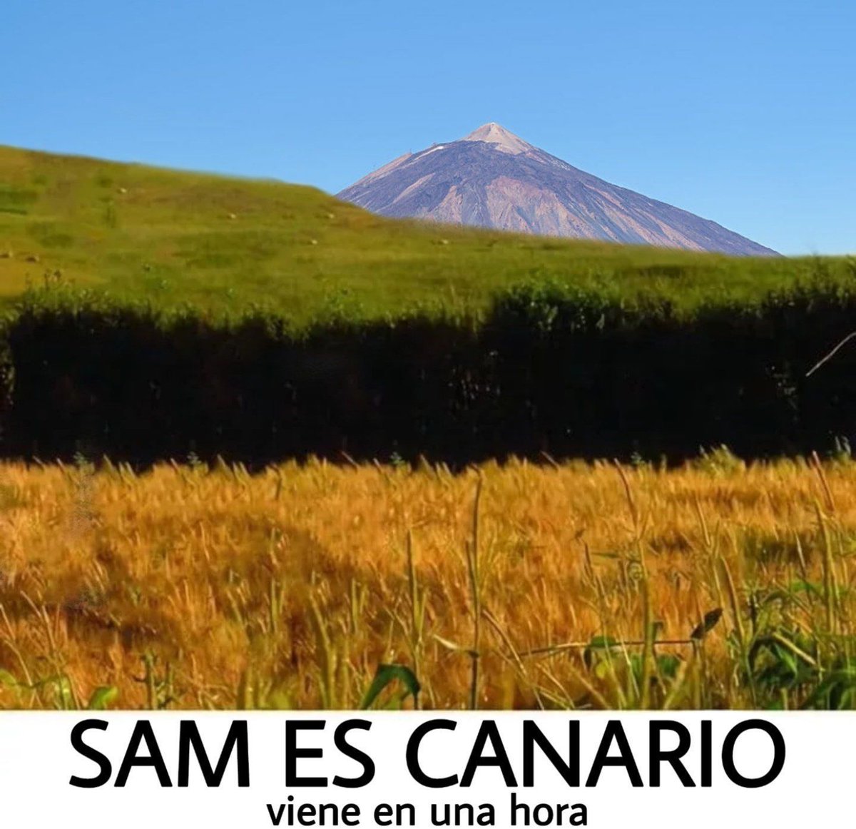 chincheto pirata somali (@wikipistacho) on Twitter photo 