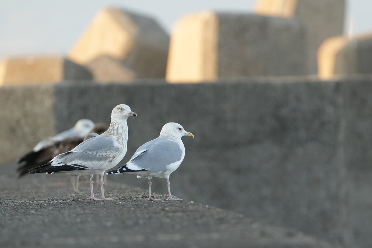 Two lifer from Akune Port, Kagoshima

Lesser Black-backed Gull (taimyrensis) and Vega Gull

#Japan2025 #birdingjapan