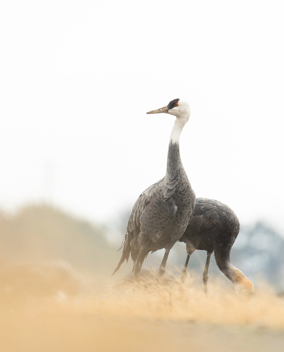 one of my favorite shot of Hooded Crane from Izumi Crane Observation Centre, Kagoshima.

#Japan2025 #BirdingJapan
