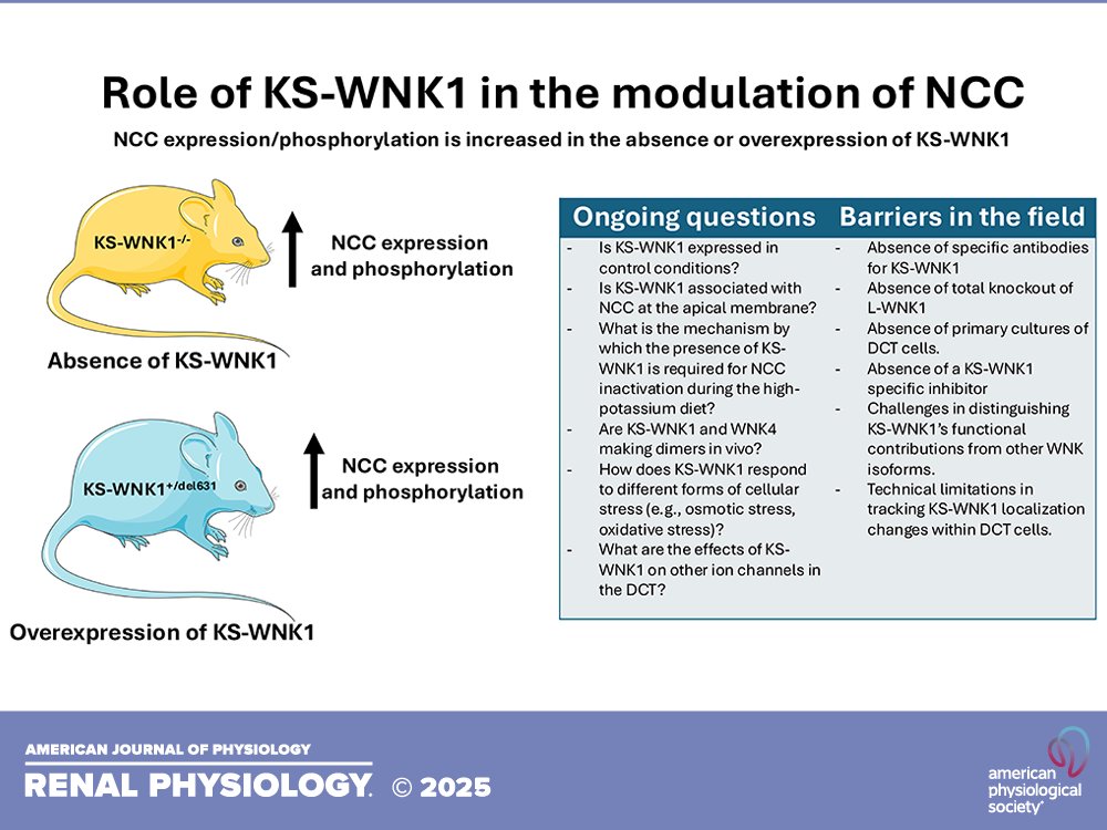 Gerardo Gamba (@gerardo_gamba) on Twitter photo Happy to share that our recent review on the evolving concepts of KS-WNK1 modulation of NCC activity is already on the February issue of <a href="/AJPRenal/">AJP Renal</a> doi.org/10.1152/ajpren… <a href="/NefroINCMNSZ/">Departamento de Nefrología y Metabolismo Mineral</a> <a href="/incmnszmx/">INCMNSZ</a> <a href="/biomedicasunam/">Instituto de Investigaciones Biomédicas IIBO, UNAM</a> <a href="/rocamboleando/">María Chávez Canales</a> Happy to share that our recent review on the evolving concepts of KS-WNK1 modulation of NCC activity is already on the February issue of <a href="/AJPRenal/">AJP Renal</a> doi.org/10.1152/ajpren… <a href="/NefroINCMNSZ/">Departamento de Nefrología y Metabolismo Mineral</a> <a href="/incmnszmx/">INCMNSZ</a> <a href="/biomedicasunam/">Instituto de Investigaciones Biomédicas IIBO, UNAM</a> <a href="/rocamboleando/">María Chávez Canales</a>