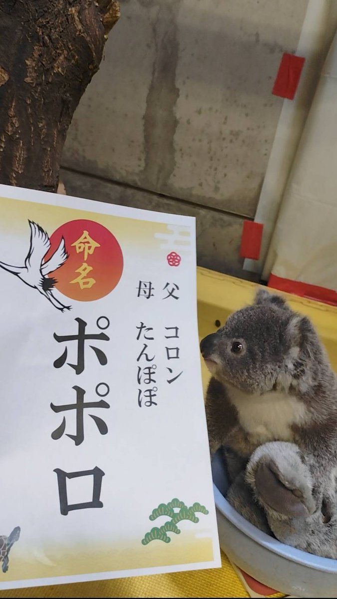 こあら コアラの赤ちゃんの名前は「ポポロ」に決まりました！ 投票ありがとう