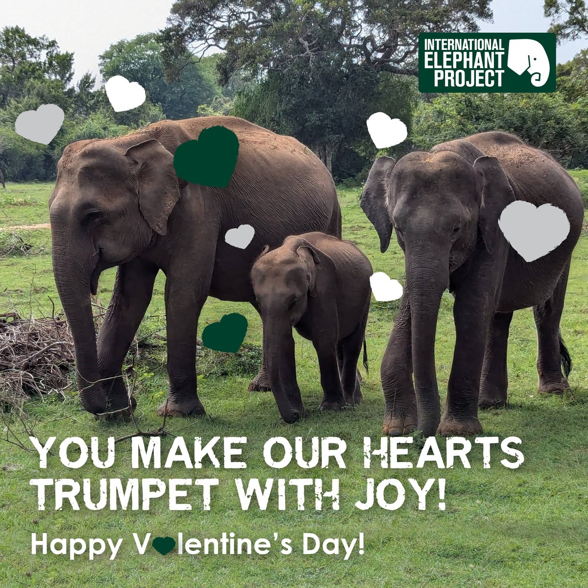IntElephantProj's tweet image. 🌿💕 Happy Valentine’s Day to our incredible community of elephant protectors! Thanks to your compassion and dedication, elephants can roam freely in their forest homes. With you as their hero, they stand a fighting chance against Extinction. And today, we celebrate YOU! 🐘🖤