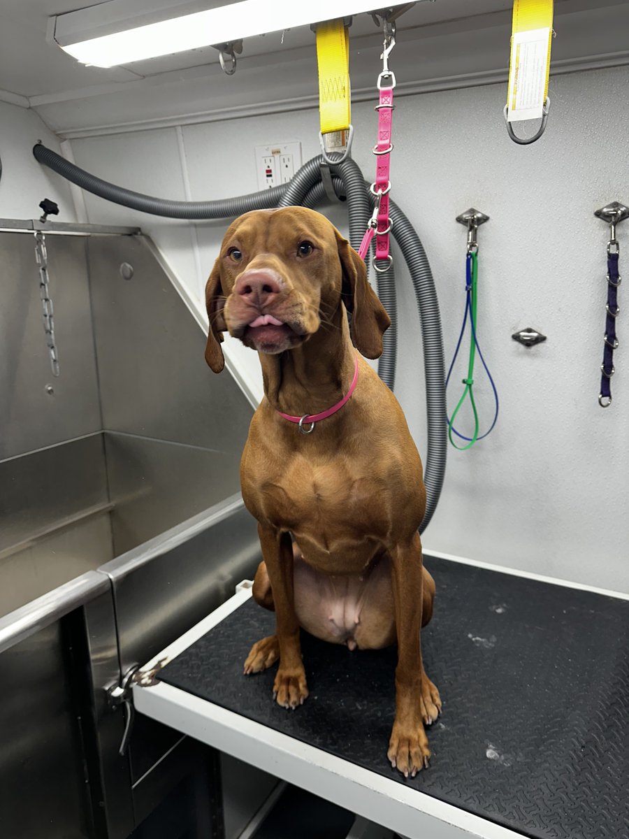 readinger_dina's tweet photo. Short-haired or long-haired, every pup deserves a fresh start! Treat your furry friend to a grooming session and bring out their best look! Book now 💇🐾 https://t.co/g4X1NQQCE8